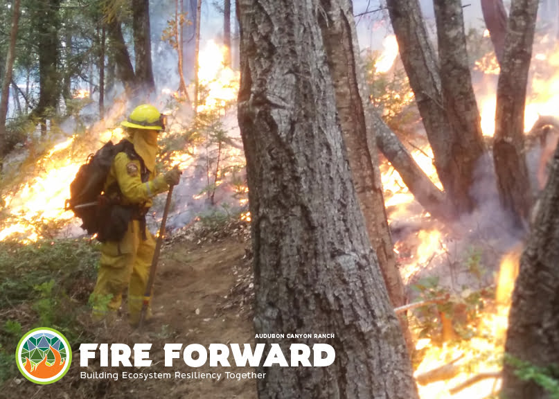 Fire Forward: Building Ecosystem Resilience Together