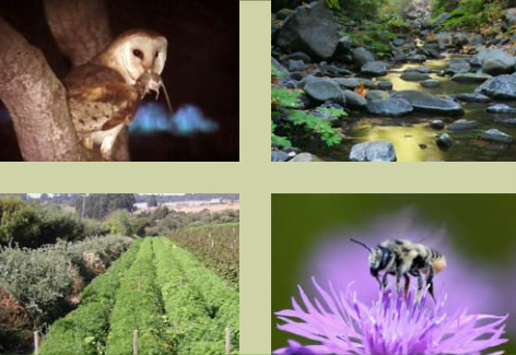Biodiversity: What it is, and How to Increase it on your Farm