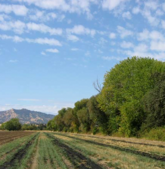 Hedgerow Farms Case Study