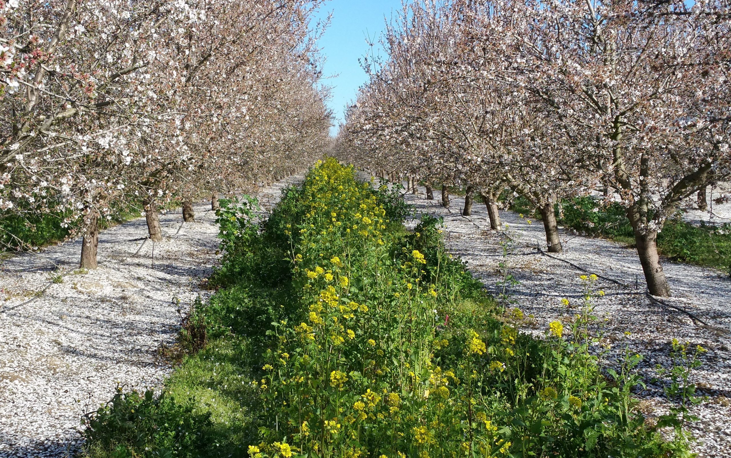 New Funding: Soil Health Management in Orchards