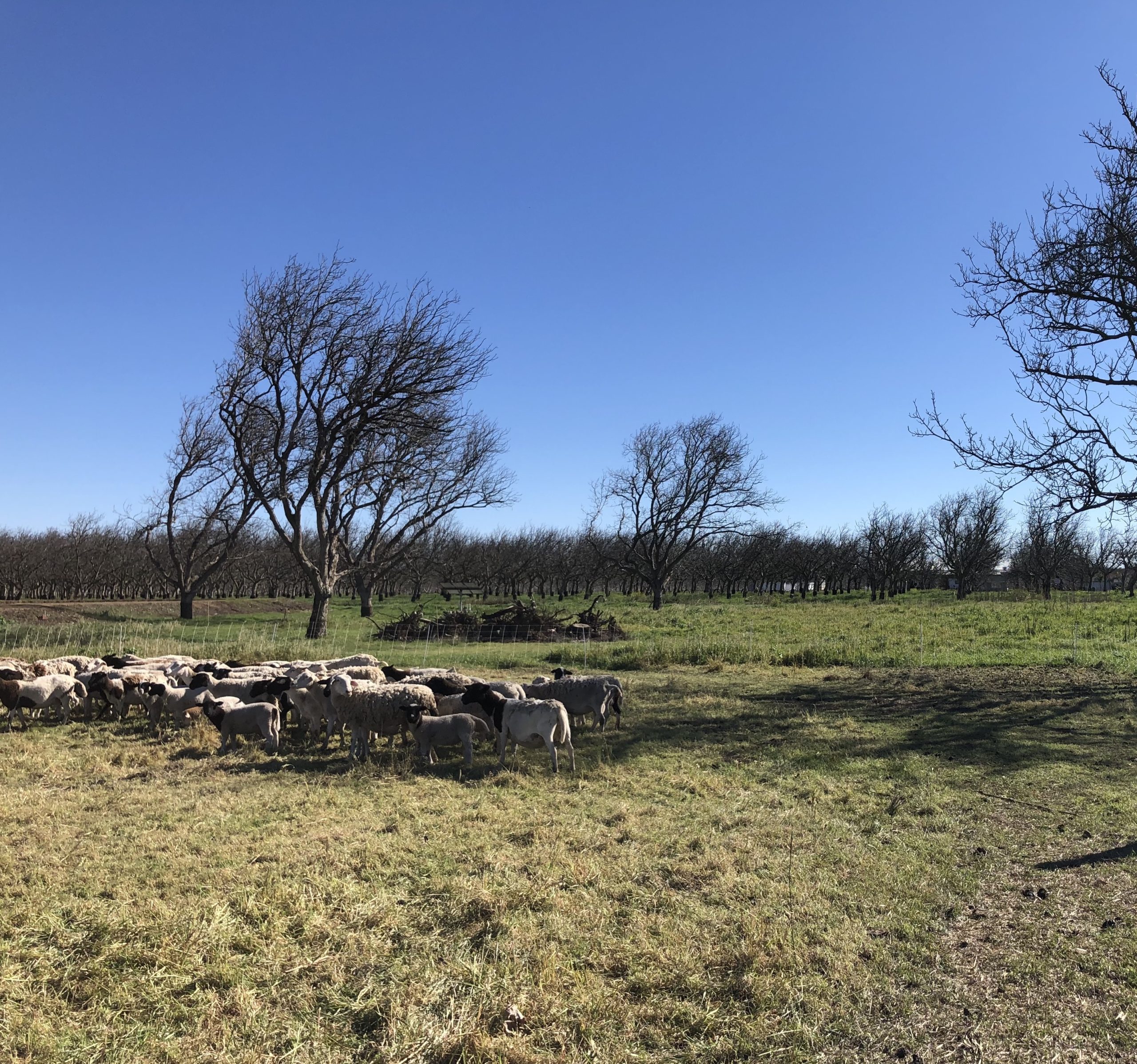 Integrating Sheep into Walnuts: a case study on Sierra Orchards
