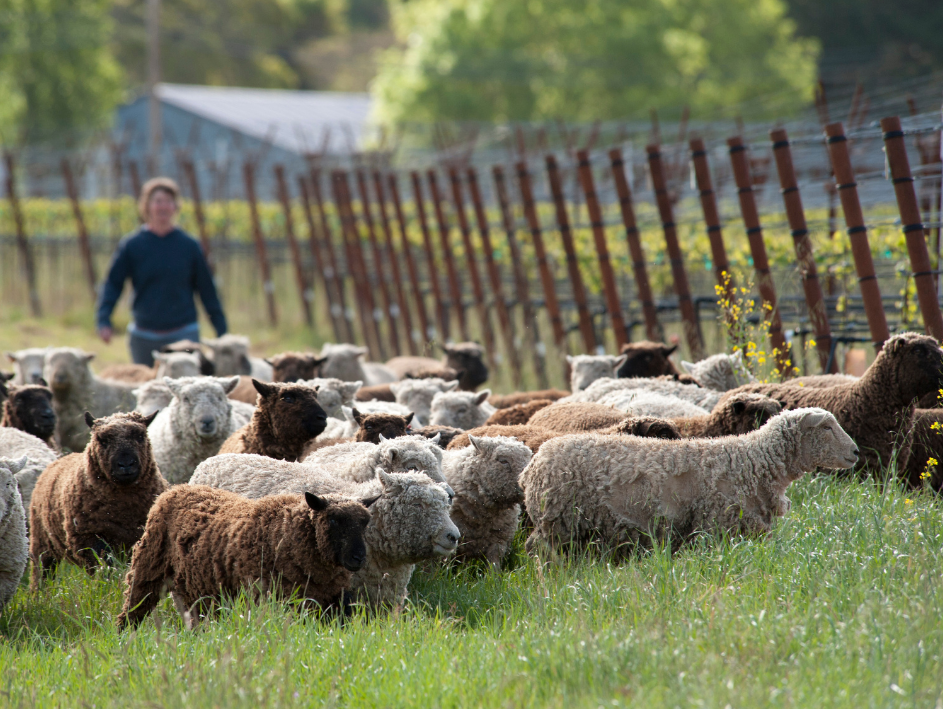 Grazing Sheep in Vineyards case study with Pennyroyal Farm