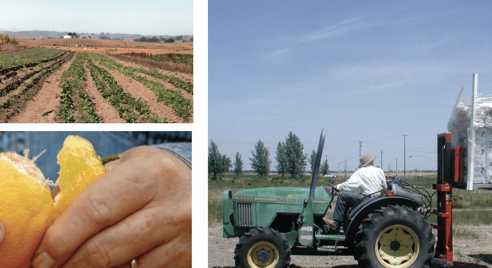 Looking Back at Fifteen Years of Local Food Systems Distribution Solutions