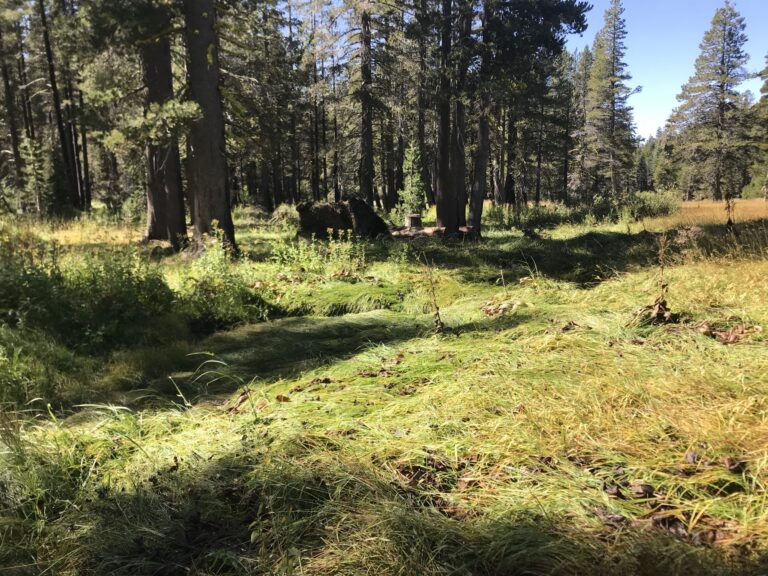 Haskell Peak Meadow Restoration Project