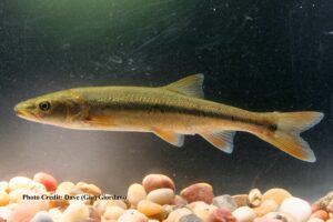 Featured Fish: The Sacramento Pikeminnow