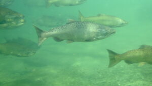 The Yuba’s Most Famous Fish: Chinook Salmon