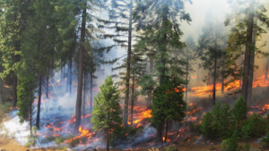 Fire Science and Forest Health Events and Resources