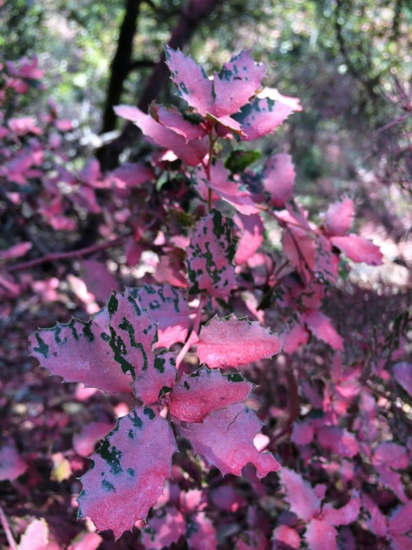 Remnants of fire retardant on dry foliage after the Yuba Fire by Edwards Crossing. Photo: Jenn Tamo