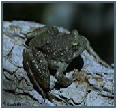 Foothill Yellow-Legged Frog