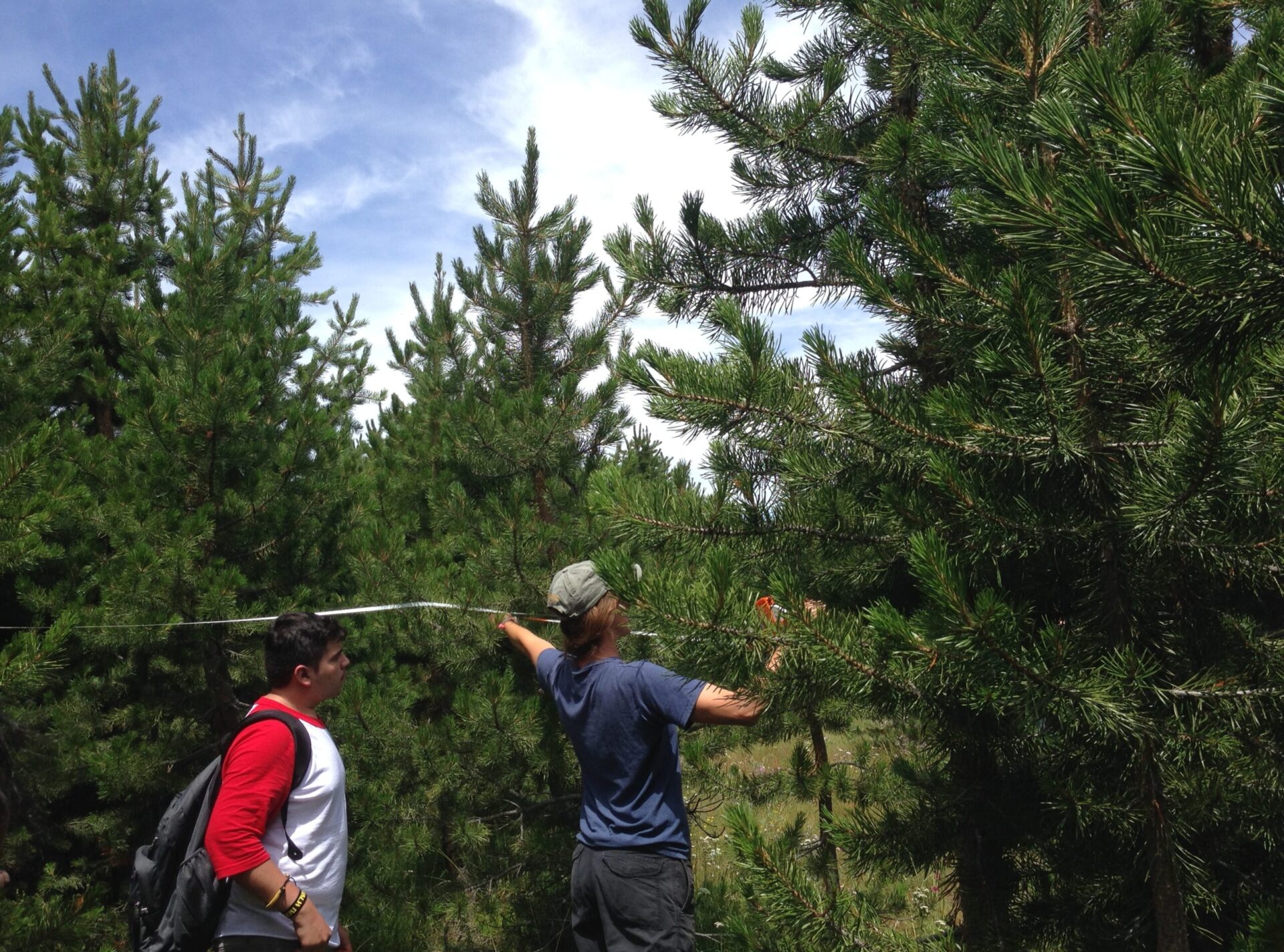 Encroaching conifers in Van Norden